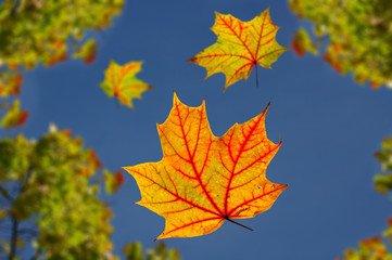 falling autumn leaves