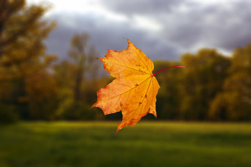 falling autumn leaf