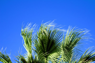 palmier au vent