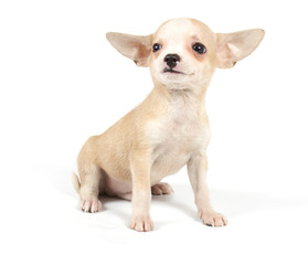 Funny puppy Chihuahua poses