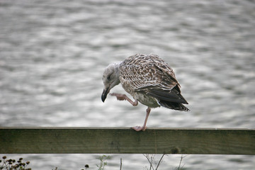 juvenile seagull