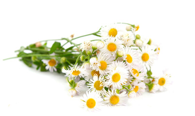 bouquet of daisies field