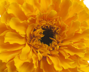 Yellow marigold flower