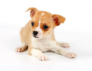 Funny puppy Chihuahua poses