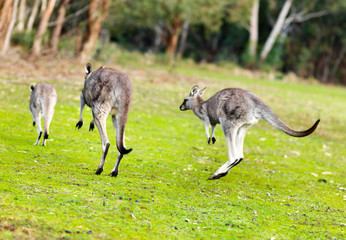 Kangaroo jumping