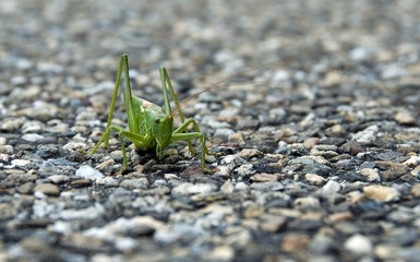 arthropoda grasshopper