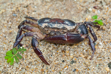 crab on the sand .