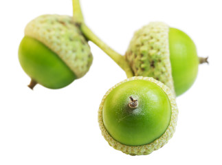 three green acorn