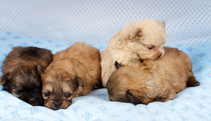 portrait of a cute purebred puppy chihuahua in the puppy-home