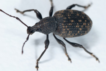 Gefurchter Dickmaulrüssler (Otiorhynchus sulcatus)