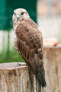 falcon ( Falco cherrug) sitting on a tree