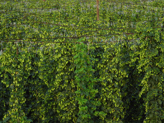 hop garden