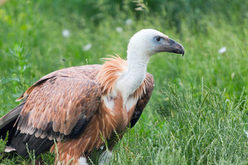White-headed Sip (Gyps fulvus) against a grass
