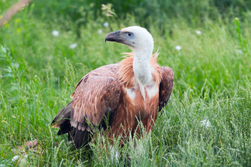 Concentrated vulture (Gyps fulvus)