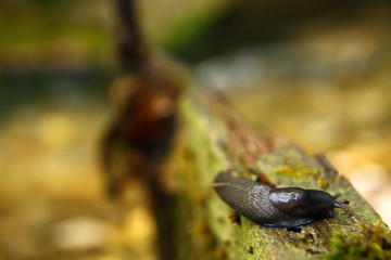 Obraz premium Arion lusitanicus, snail without shell