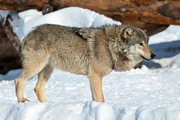 Foto op Plexiglas Wolf Kwaadaardige wolf in de sneeuw