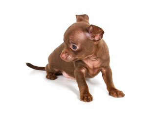 chihuhua puppy on the white background