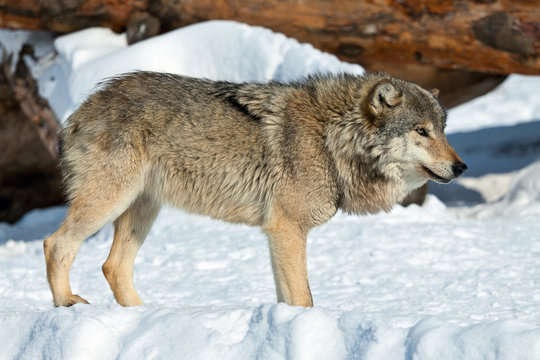 Malicious wolf in snow