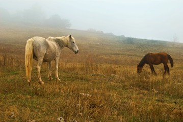 Obraz na płótnie Canvas horses on a pasture in a mist