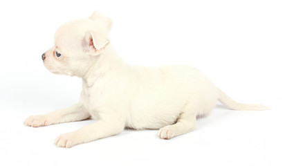 small chihuahua puppy