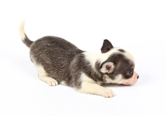 small chihuahua puppy