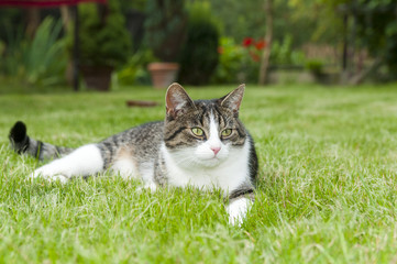Obraz premium Kitty