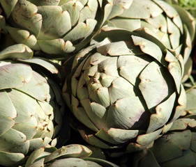 Fototapeta premium Artischocken