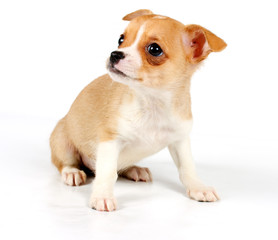 Obraz premium Funny puppy Chihuahua poses