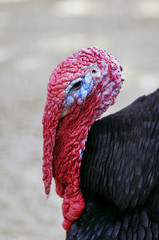 Turkey-cock