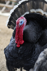Turkey-cock