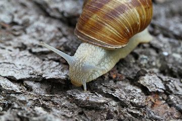 Weinbergsschnecke