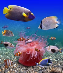 Selbstklebende Fototapete Tauchen Unterwasserwelt