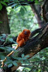 Red lion monkey in Green forest