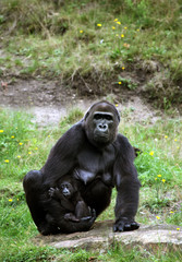 Gorilla mother and baby