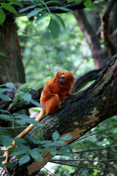 Red lion monkey in Green forest