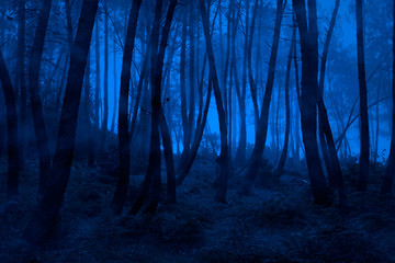 Blue foggy woods