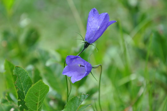 campanule