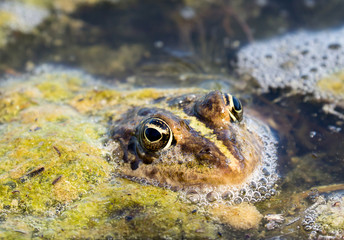 Frosch