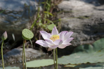 lotus