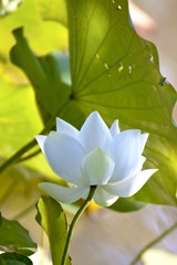 lotus