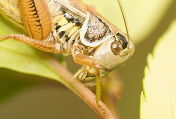Grasshopper