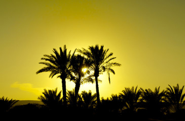 Fototapeta na wymiar Sunset and Palms