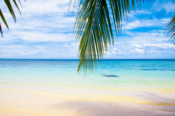 Wallpaper Sunshine Palm