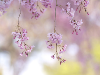 Cherry blossom