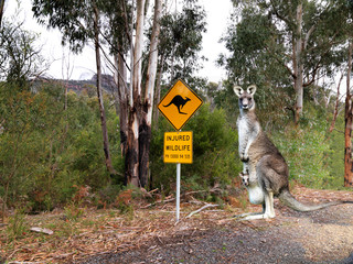Injured wildlife sign and kangaroo