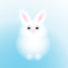 Rabbit / White adorable bunny
