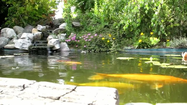 bassin aquatique de carpe ko&iuml;