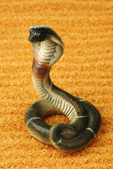 Fototapeta premium Cobra