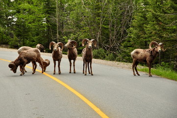 Big Horned Sheep Hitting The Road