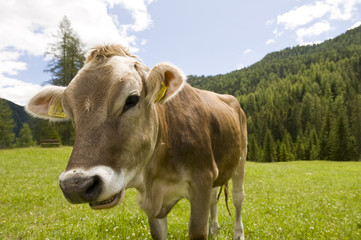 Fototapeta na wymiar uśmiecha krowę